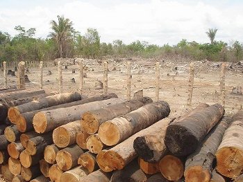 Deputados federais de Caxias e o novo Código Florestal